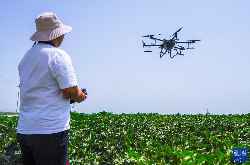 在中国农业科学院植物保护研究所新疆库尔勒基地内，库尔勒市和什力克乡村民操作植保无人机进行棉花病虫害防治喷洒作业（7月6日摄）。