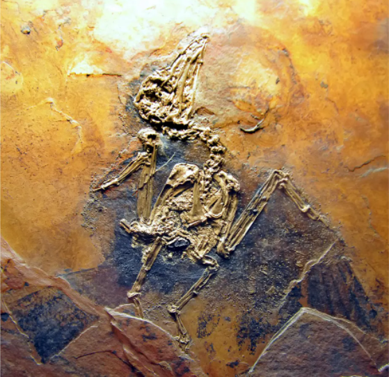 恐龙灭绝几百万年后，这些化石才埋没于梅塞尔坑，但可能会揭示恐龙交配之谜。© Alamy