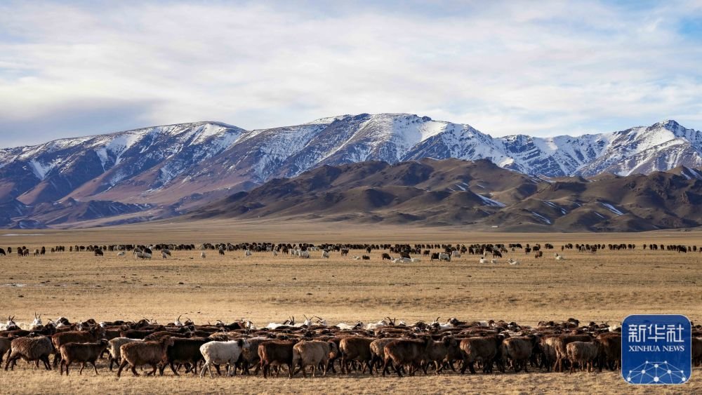 羊群在新疆裕民县巴尔鲁克山冬季牧场上觅食(11月4日摄).