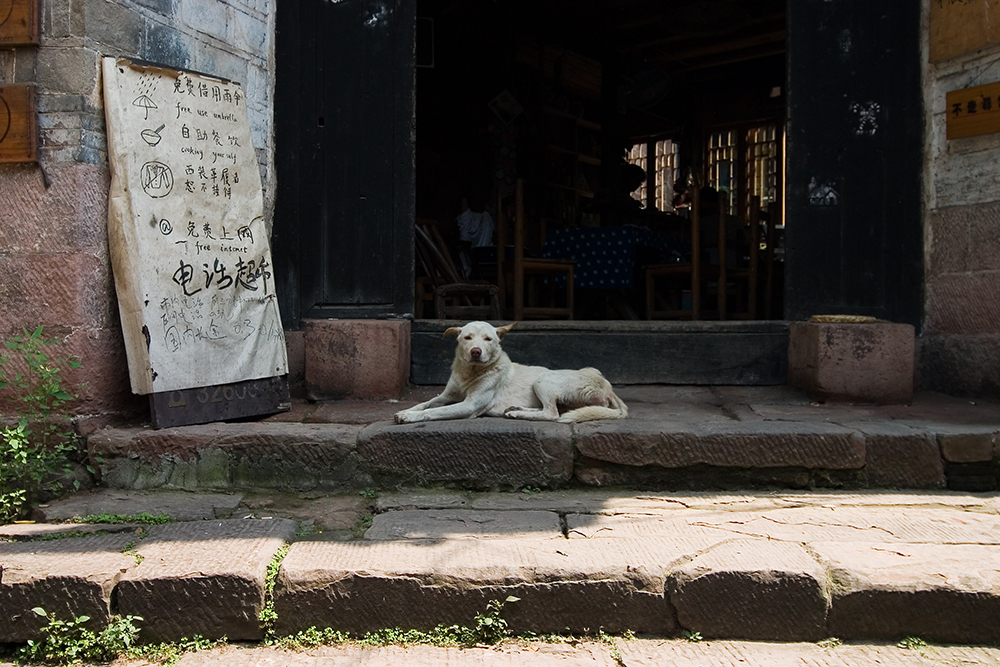 网民建议中华田园犬移出禁养目录，长沙公安局：高度重视，将研究