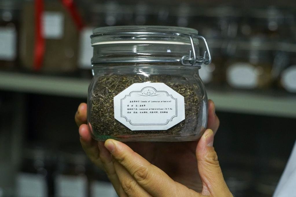 11月24日,在成都中医药大学中药种质资源单体库,研究员展示保存的种子。新华社记者 唐文豪 摄