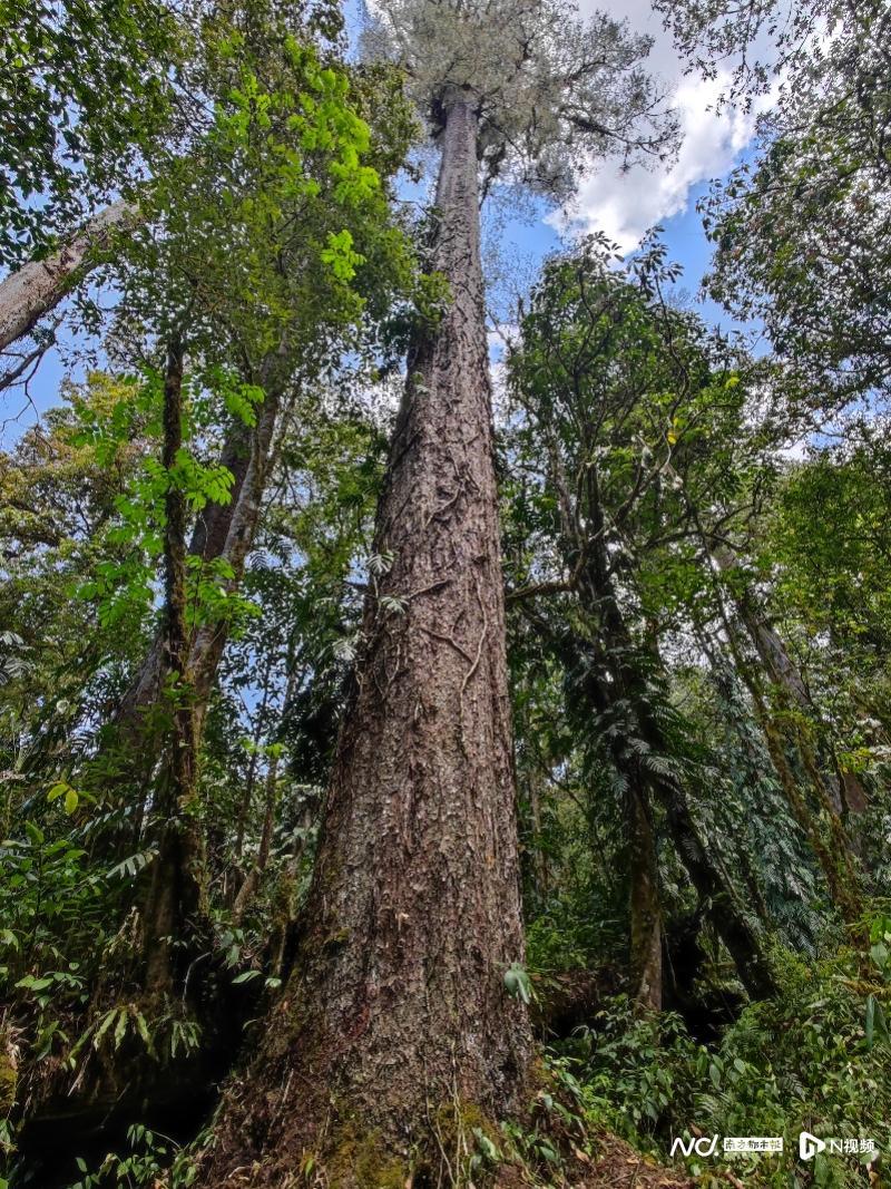 揭秘“最高的树”：西藏墨脱发现一棵76.8米高不丹松背后
