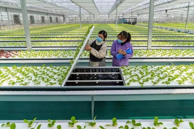 2022年3月3日,安徽合肥,一家现代雾耕农业科技示范园植物工厂温室内,技术员在管护气雾栽培蔬菜。