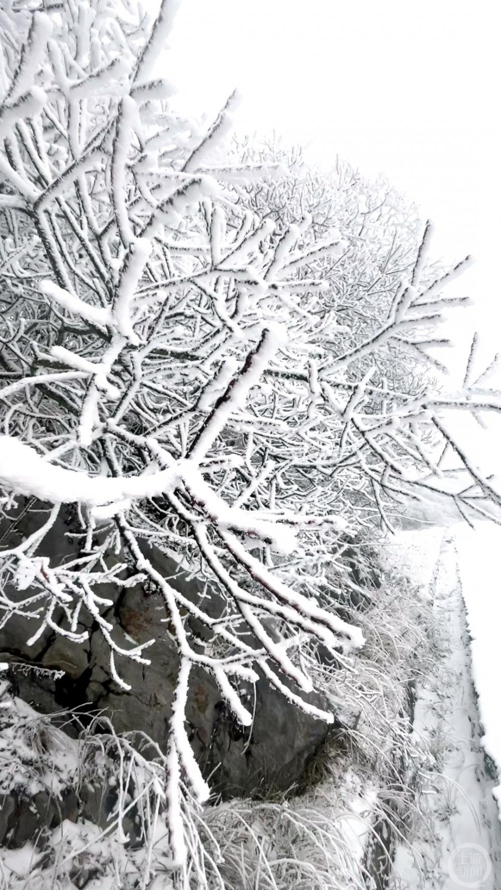 巫溪红池坝树上的积雪