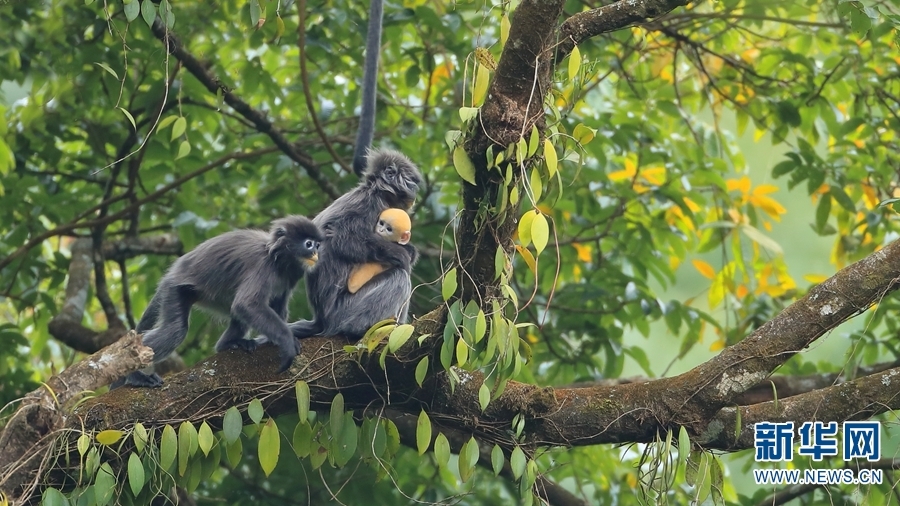 云南素有“野生动物王国”之称，春日里，“小精灵”们或在花间觅食，或在林间漫步，有的还诞下了“小宝宝”，一派生意盎然。图为德宏州芒市，摄影师拍摄到一只全身金黄的菲氏叶猴宝宝。每年1月至3月，是菲氏叶猴集中繁殖的季节，刚出生的猴宝宝全身金黄，十分可爱（摄于2月21日）。新华网发（郑山河/摄）