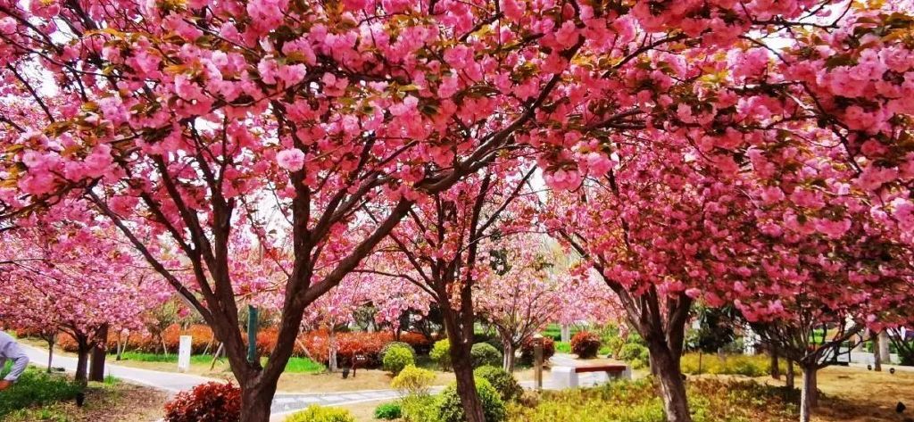 4月15日,漫步中国最美樱花大道,貂蝉,昭君,慕青,普贤象,松月,郁金及