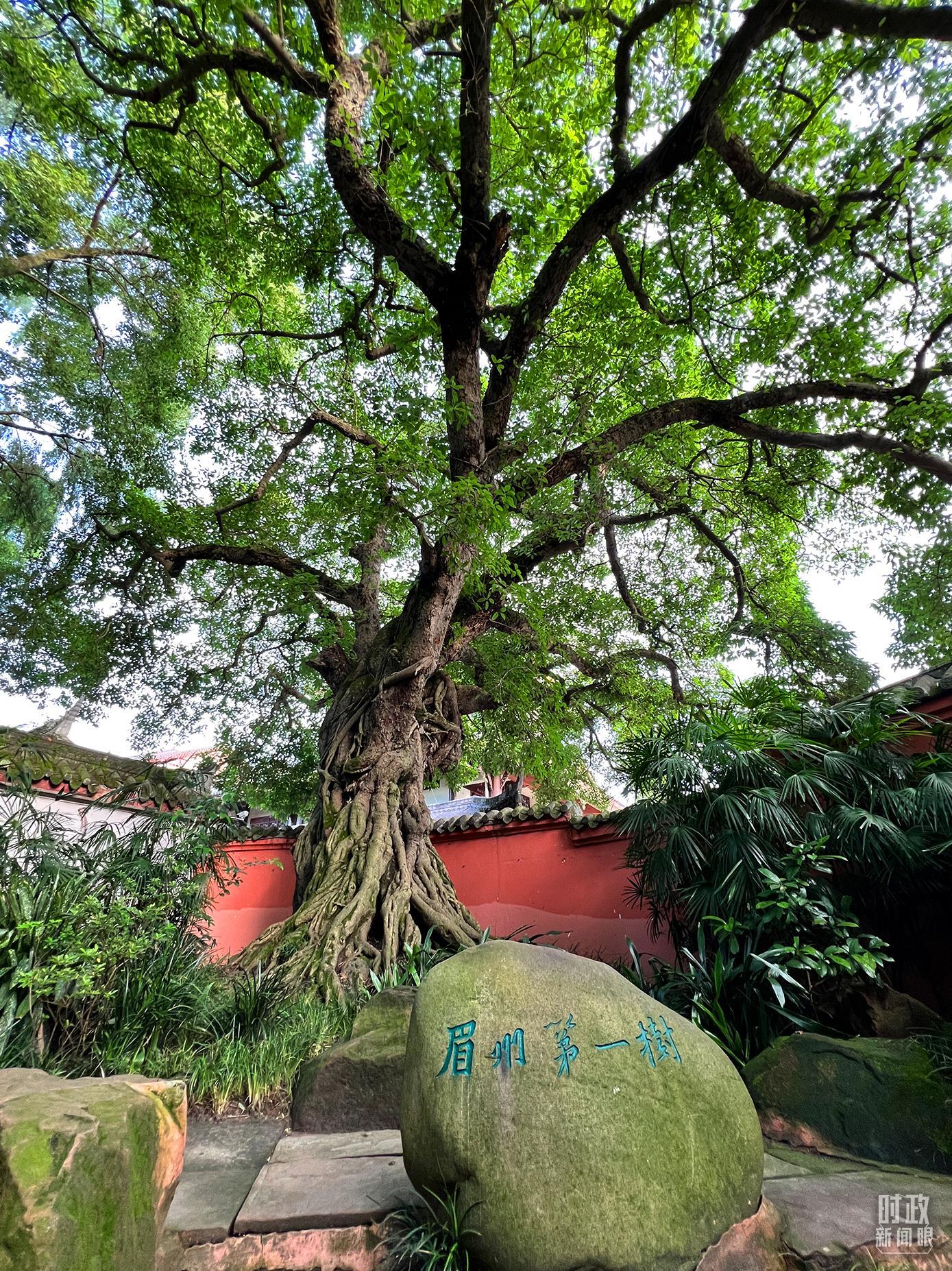 △三苏祠内被称为“眉州第一树”的千年黄葛树。（总台央视记者杨新禹拍摄）