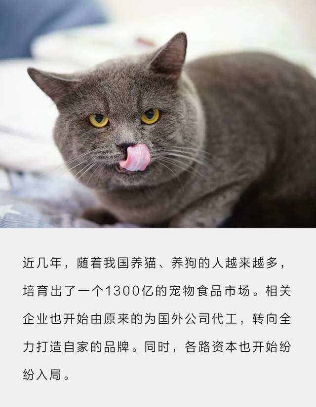 从代工厂到自有品牌这届猫狗一年吞掉1300亿