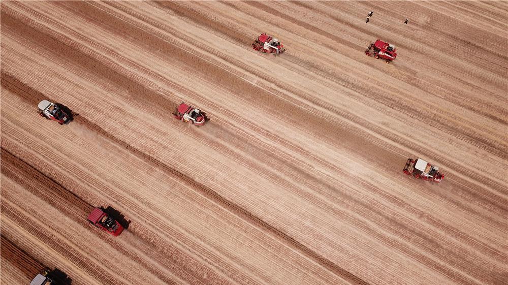 6月2日，在山东省郯城县郯城街道，农民驾驶农机收获小麦（无人机照片）。新华社记者 郭绪雷 摄