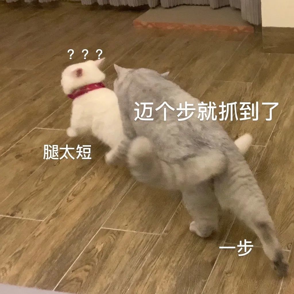 猫腿 表情包图片