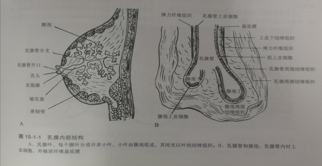 非常大的皮肤腺,其位置及功能属于皮肤汗腺的特殊变形,结构近似皮脂腺