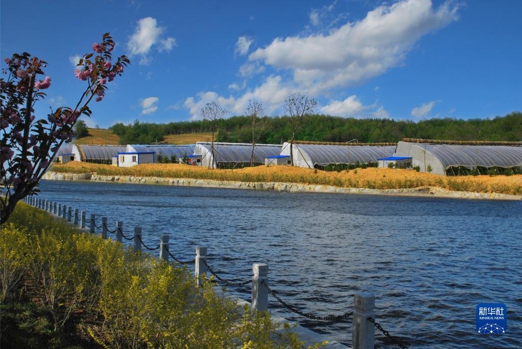 这是庄河市大郑镇设施农业大棚（2019年4月摄）。新华社发