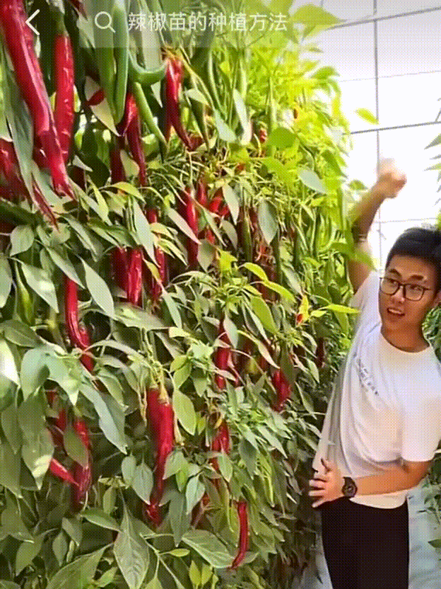 我在阳台疯狂种菜,有2000种神器,成行业TOP3