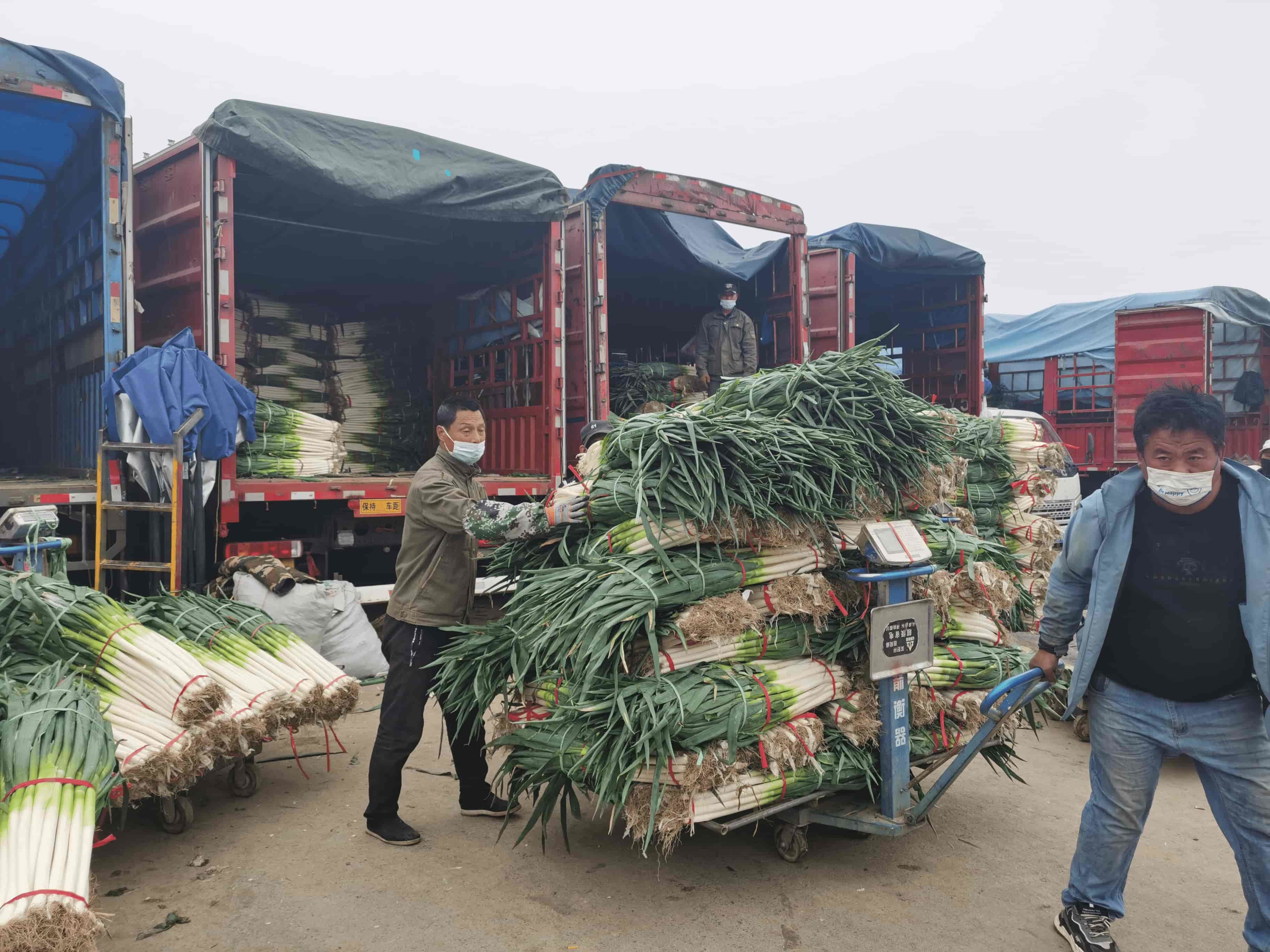 岳各庄批发市场临时休市新发地蔬菜上市量连续两天超2万吨