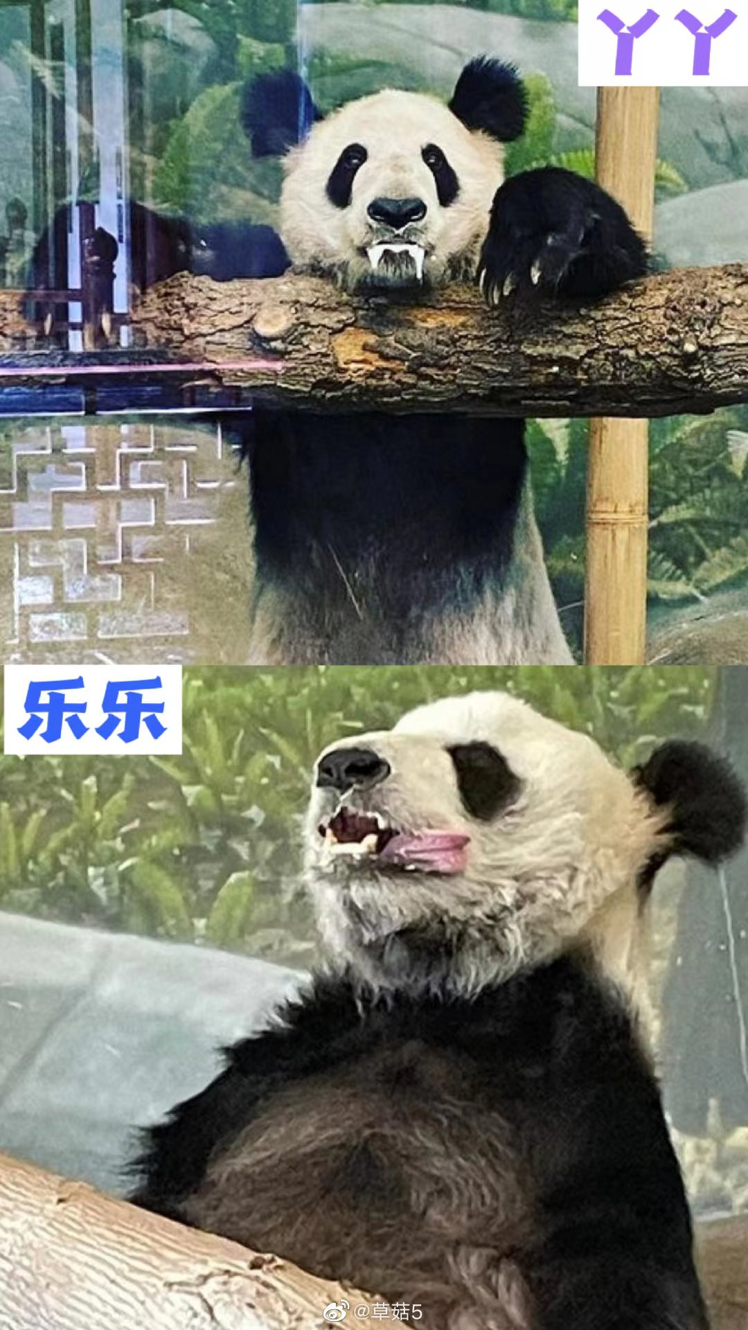 在美国“受虐”20年，国宝级的他们终于要回来了