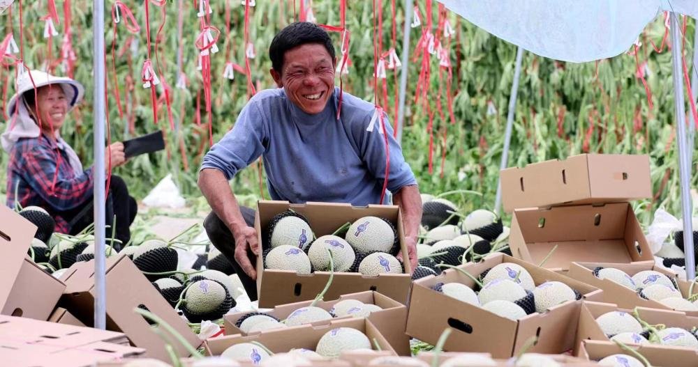 杨郎村村民喜迎网纹瓜丰收。（受访者供图）