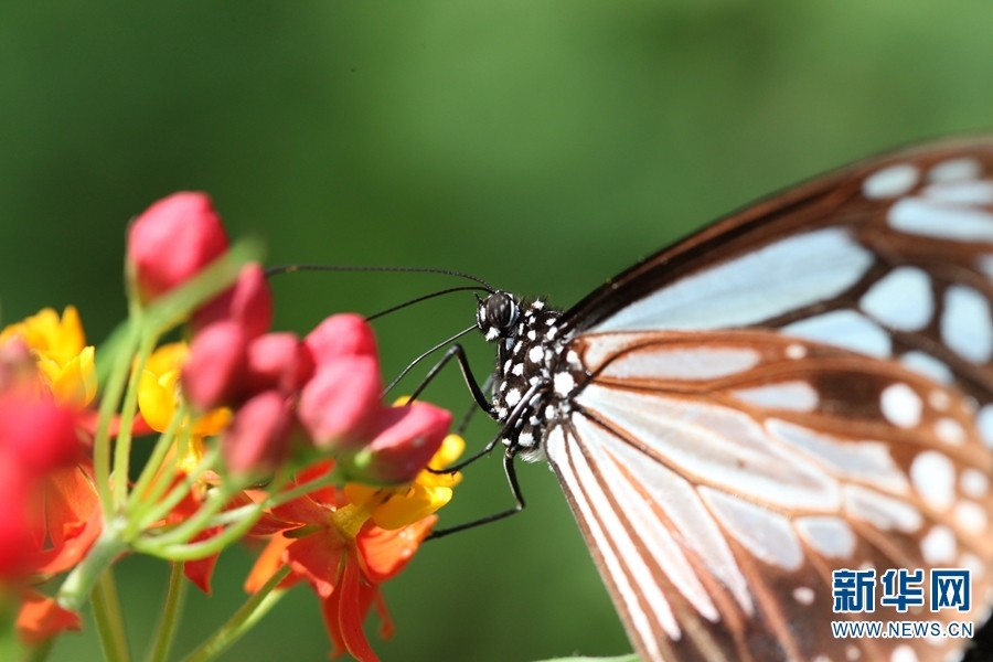 西双版纳州景洪市野象谷，一只蝴蝶正在吸食花蜜（摄于2月26日）。新华网发（李云生/摄）
