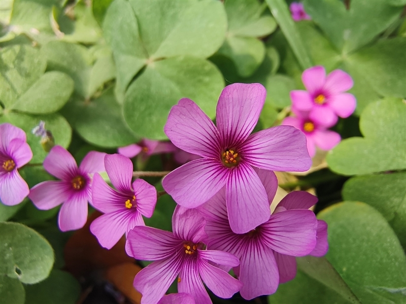 天玑拍照翻身之作!vivo S15 Pro首发评测:IMX766V拍照优秀 蜂鸟防抖够稳