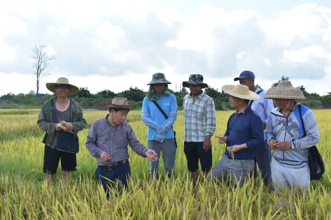 国际首次！中国青年科学家突破水稻低温减产难题！