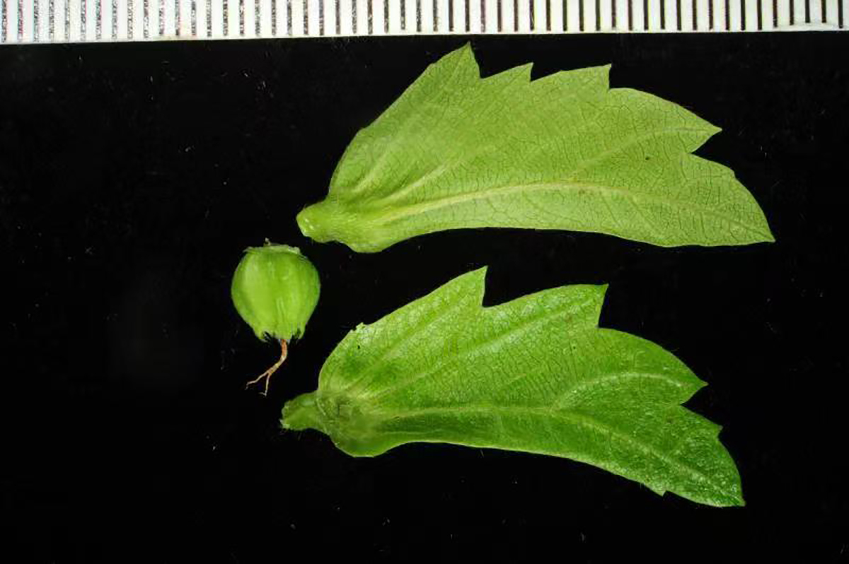 普陀鹅耳枥的幼嫩果实及苞片