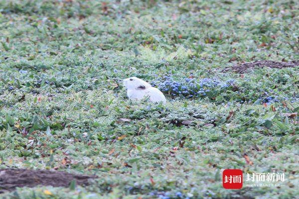 时隔28年 四川再次发现白化高原鼠兔_凤凰网