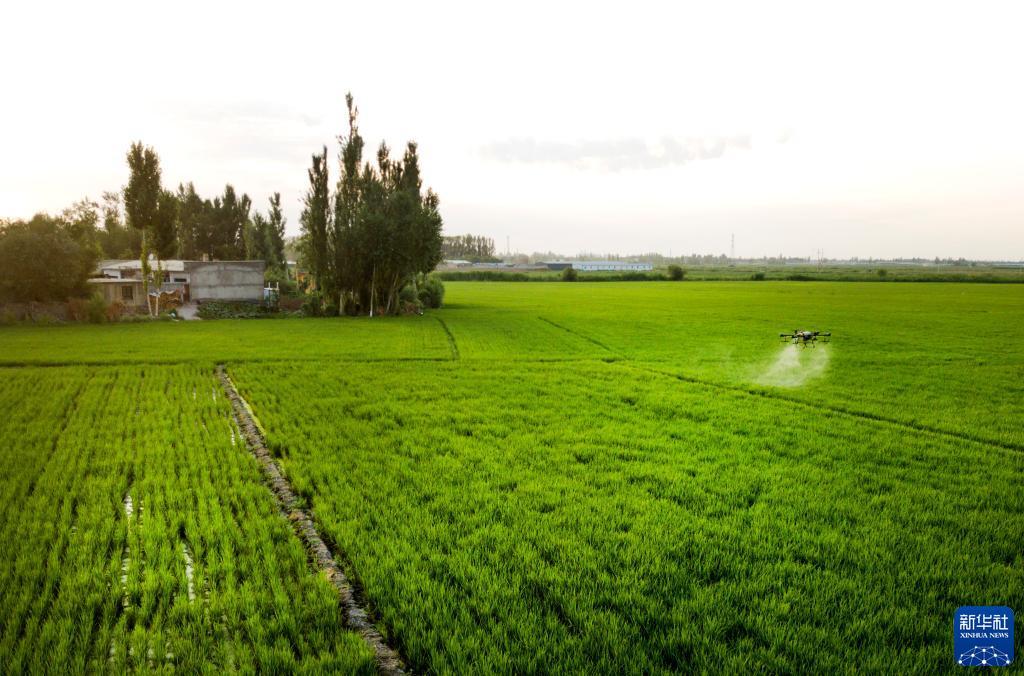 在位于乌鲁木齐市米东区三道坝镇杜家庄村的水稻田，植保无人机进行水稻病虫害防治喷洒作业（7月4日摄，无人机照片）。