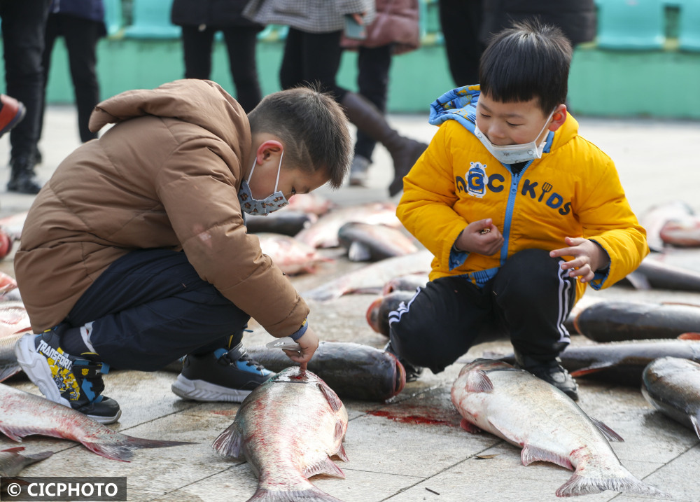 捕好大鱼 欢喜过年_凤凰网
