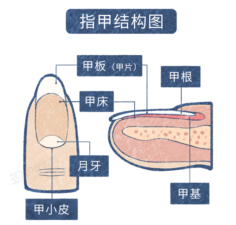 >指甲由甲板,甲床,甲根,甲基等四部分组成.