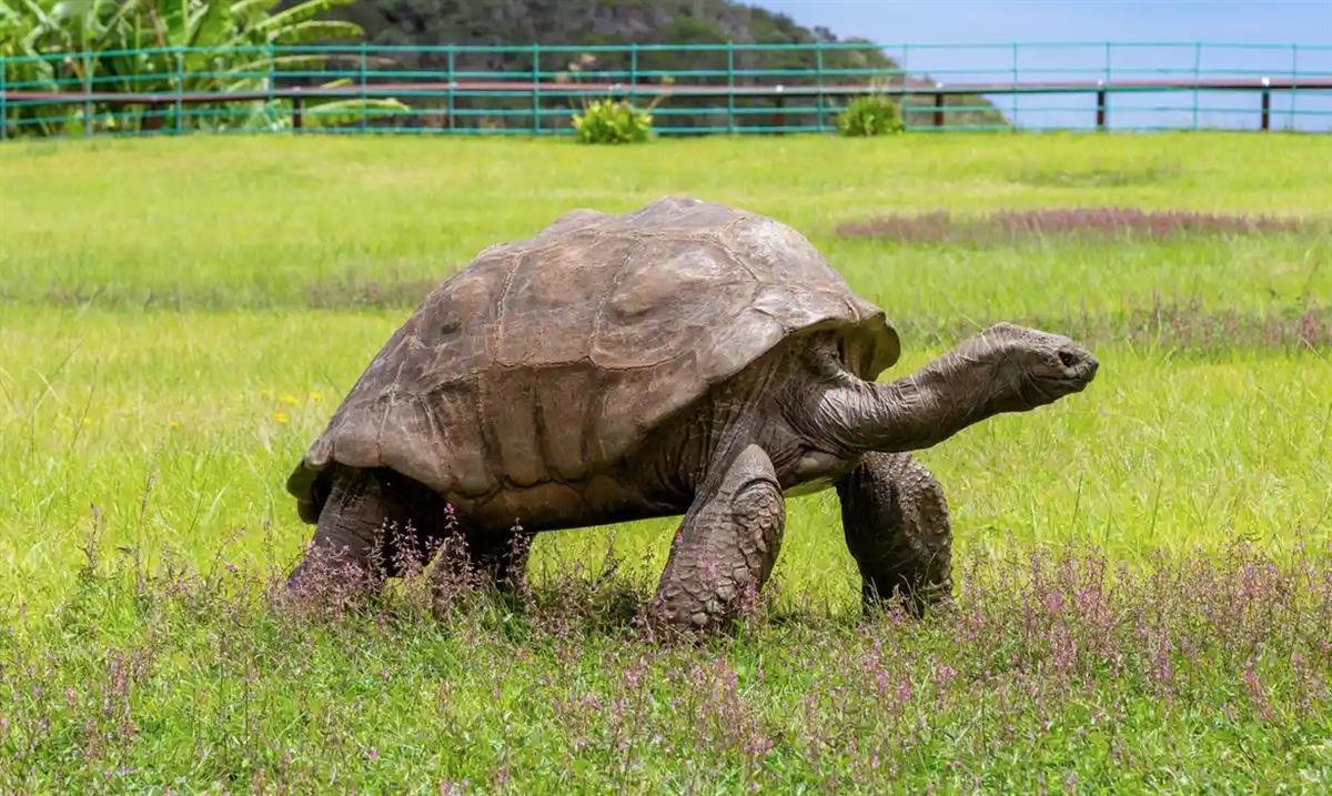 乔纳森现在是有史以来最年长的乌龟（图片来源：卫报）
