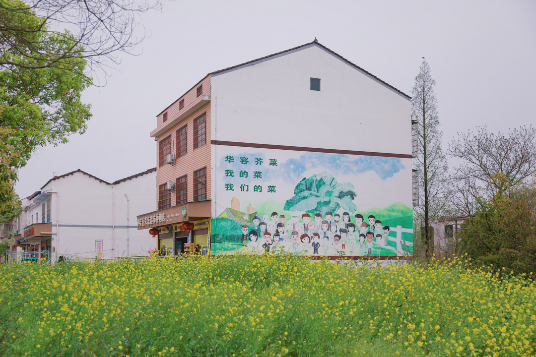 2022年4月1日，湖南省岳阳市华容县三峰寺镇，芥菜产业园附近民房外墙画着芥菜宣传画。