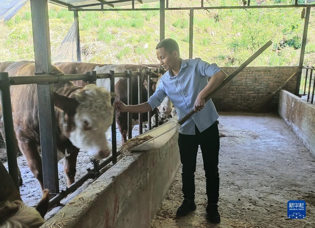 立克拢拢在彝诚肉牛养殖合作社养牛场喂牛(资料照片)。新华社发