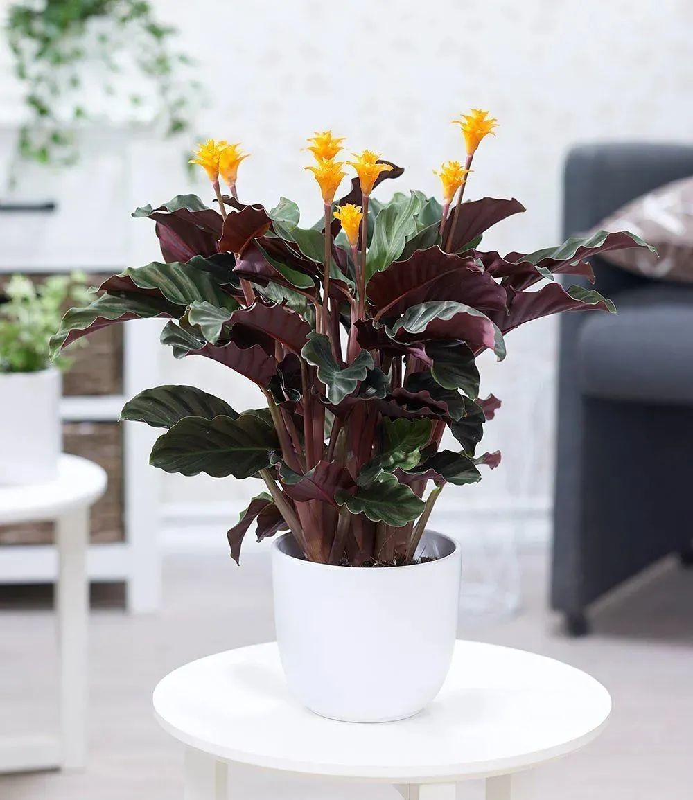 包括常见的孔雀竹芋,飞羽竹芋,青苹果竹芋,紫背天鹅绒竹芋,猫眼竹芋和