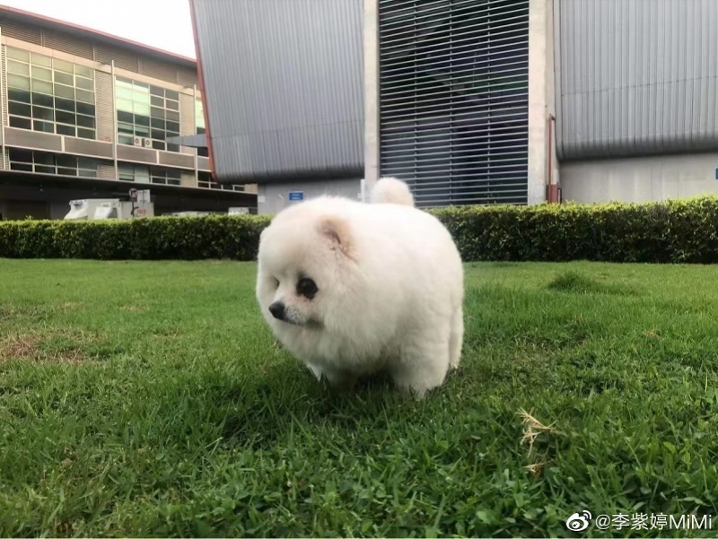 李紫婷宠物犬航空托运死亡后续：泰航称暂停中泰活体宠物运输