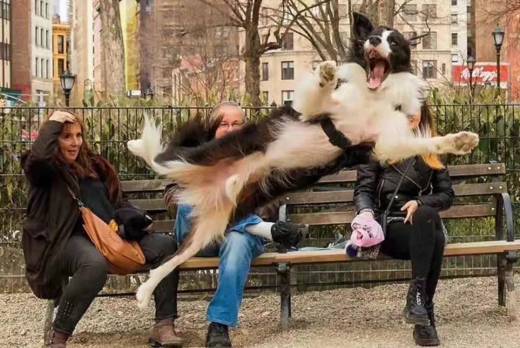 狗狗的沙雕照片,怎么看也看不够哈哈哈__凤凰网