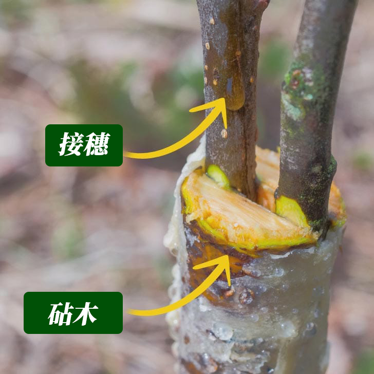 资讯>正文技法说难不难,相信绝大多数人都能想到他所使用的技法:嫁接.