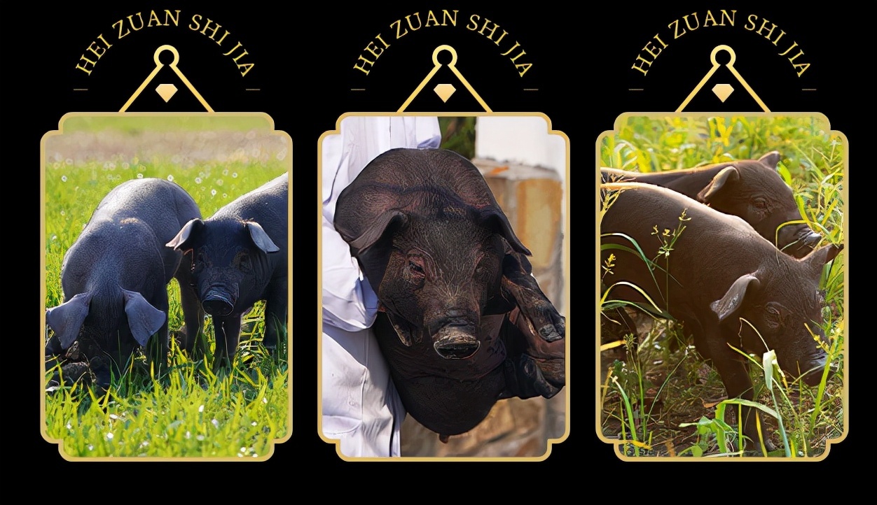 牛世界精猪　 叮咚买菜上架黑钻世家冷鲜黑猪肉_凤凰网