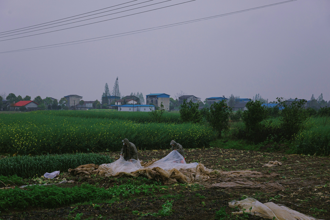 2022年3月31日，湖南省岳阳市华容县插旗镇众城村，夫妇俩冒雨为自家腌制池加盖薄膜。