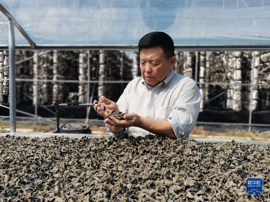 李玉在黑龙江省佳木斯市实地查看黑木耳工厂化生产（资料照片）。 新华社发
