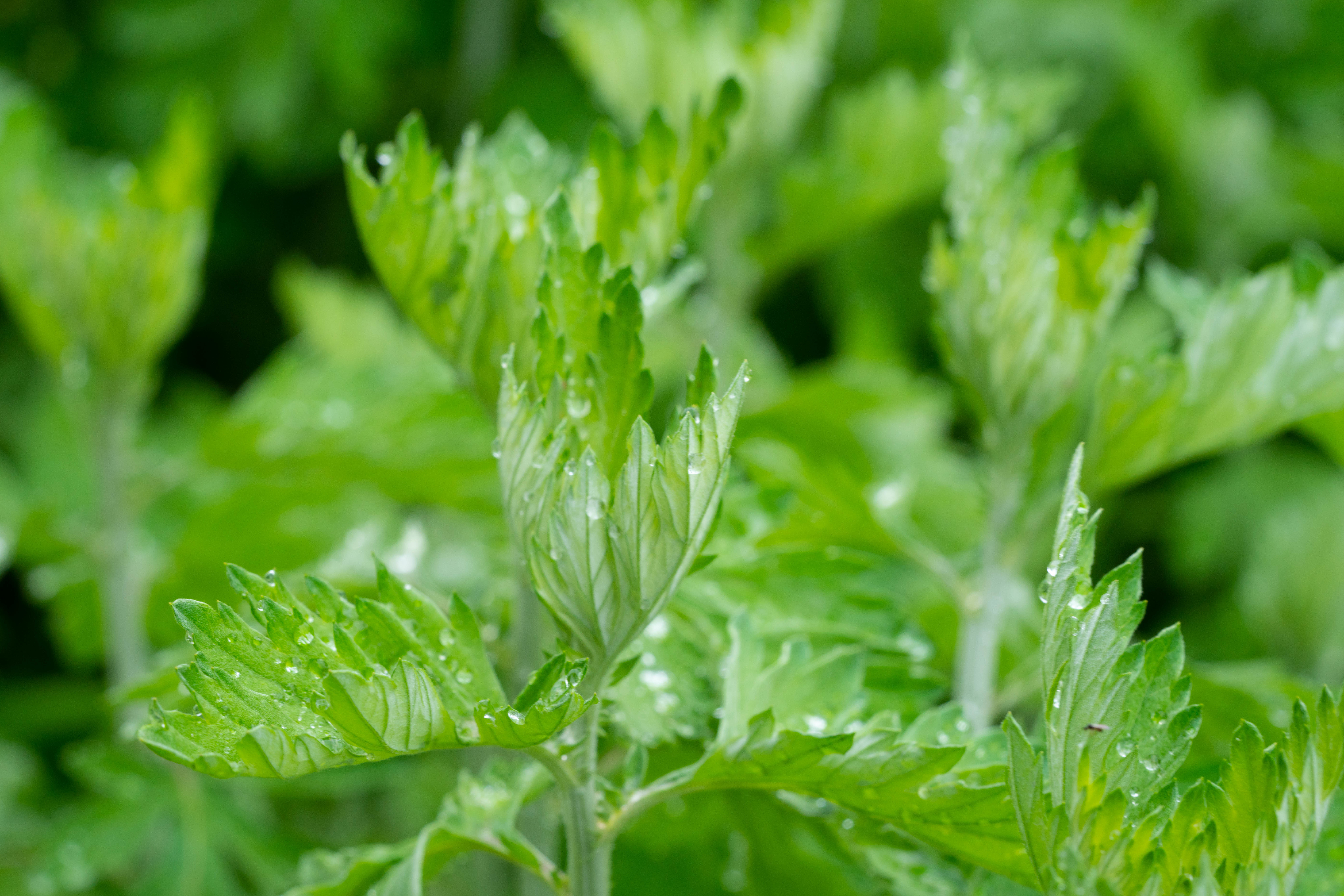 豆沙和其他馅料是一种用艾草汁做成的绿色糕团季节限定的艾草青团你想