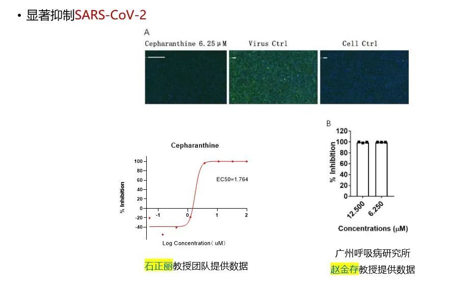 实验发现，低浓度千金藤素仍然对SARS-CoV-2有良好抑制作用，浓度为12.5 μM和6.25 μM的千金藤素对SARS-CoV-2的抑制率接近100%。受访团队供图