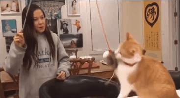 边逗猫边背圆周率