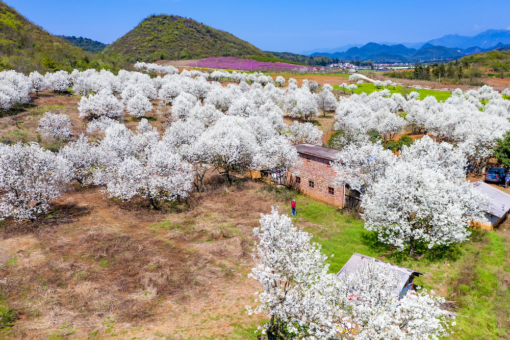 2022年3月18日,位于广东清远连州市高山村连顺农场的梨花绽放,洁白