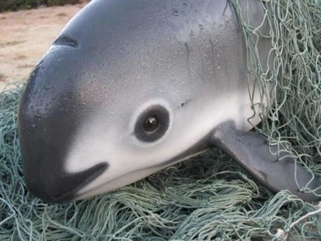 海豚的寿命由50岁缩减至10岁，人类成猎杀海豚的最强天敌
