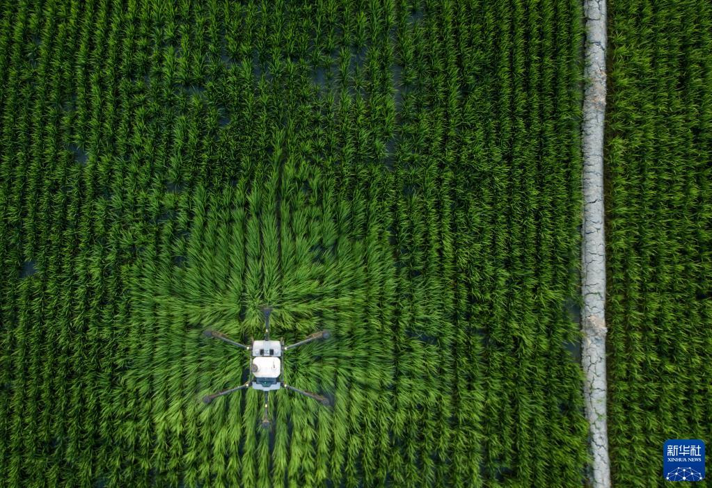 在位于乌鲁木齐市米东区三道坝镇杜家庄村的水稻田，植保无人机进行水稻病虫害防治喷洒作业（7月4日摄，无人机照片）。