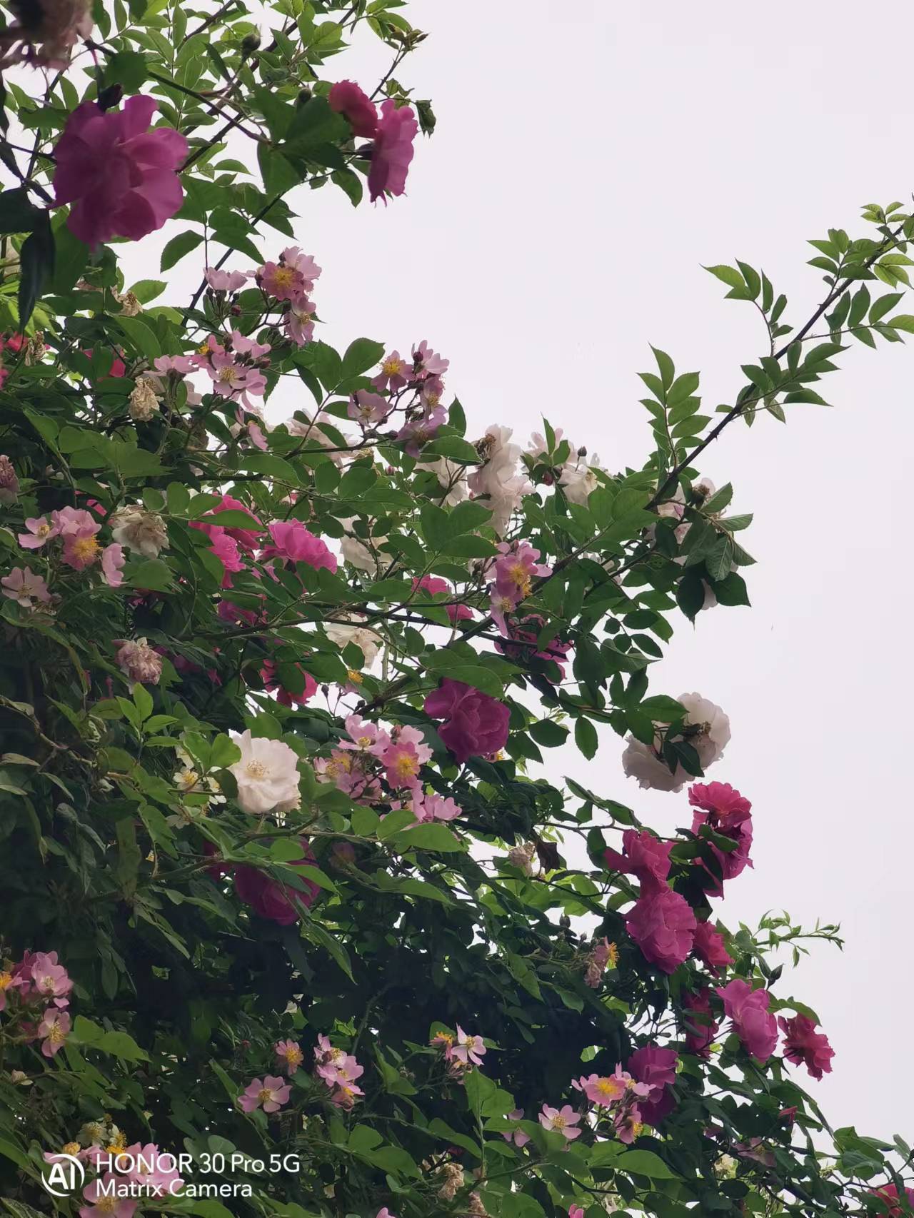 手机摄影教程：没有美女模特，用手机怎么拍蔷薇花更好看