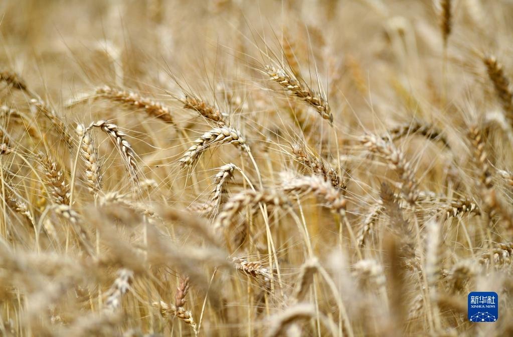 这是在林周县边林乡当杰村玉冲组拍摄到的小麦（9月6日摄）。
