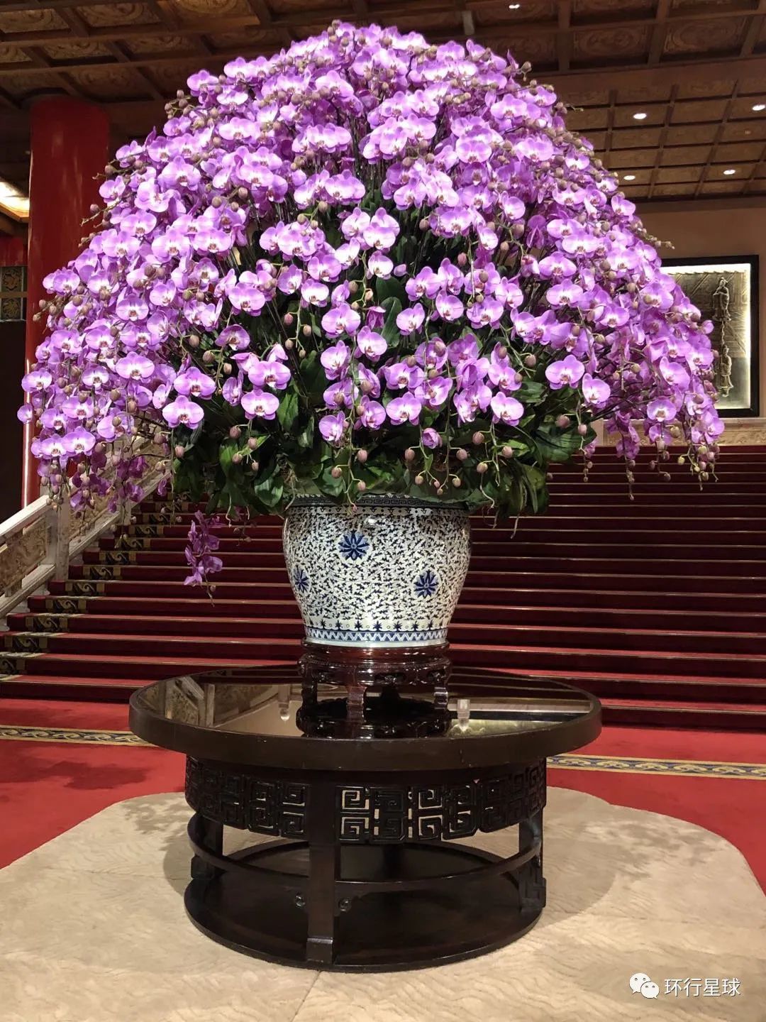 随手拍的,圆山大厅兰花 图:小米桶