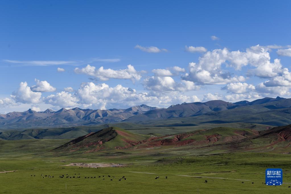 2021年7月23日，在青海省玉树藏族自治州境内的草原上，牦牛在觅食。新华社记者 张龙 摄