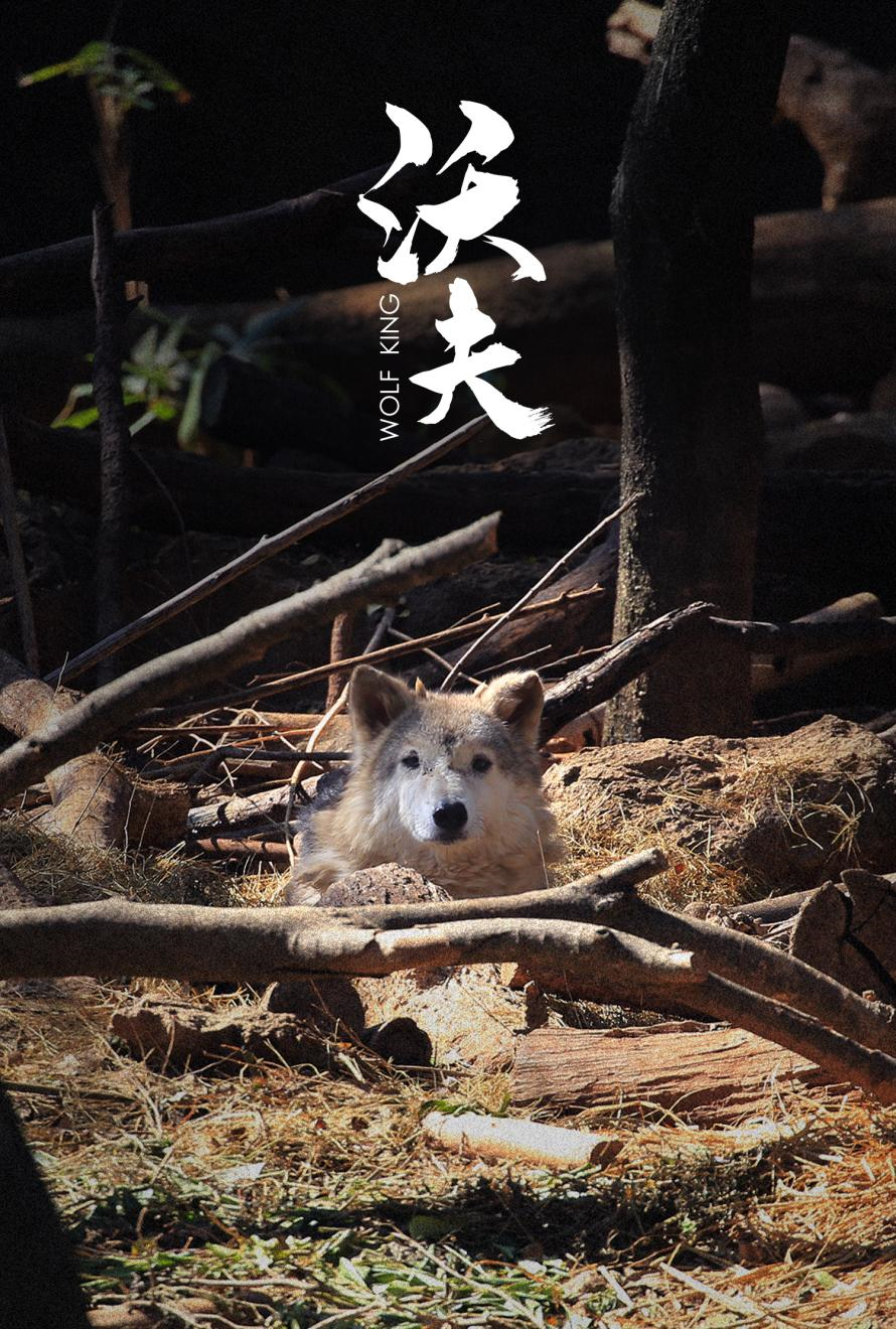 传递公益之美七匹狼认养狼王沃夫以行动赋能生态圈