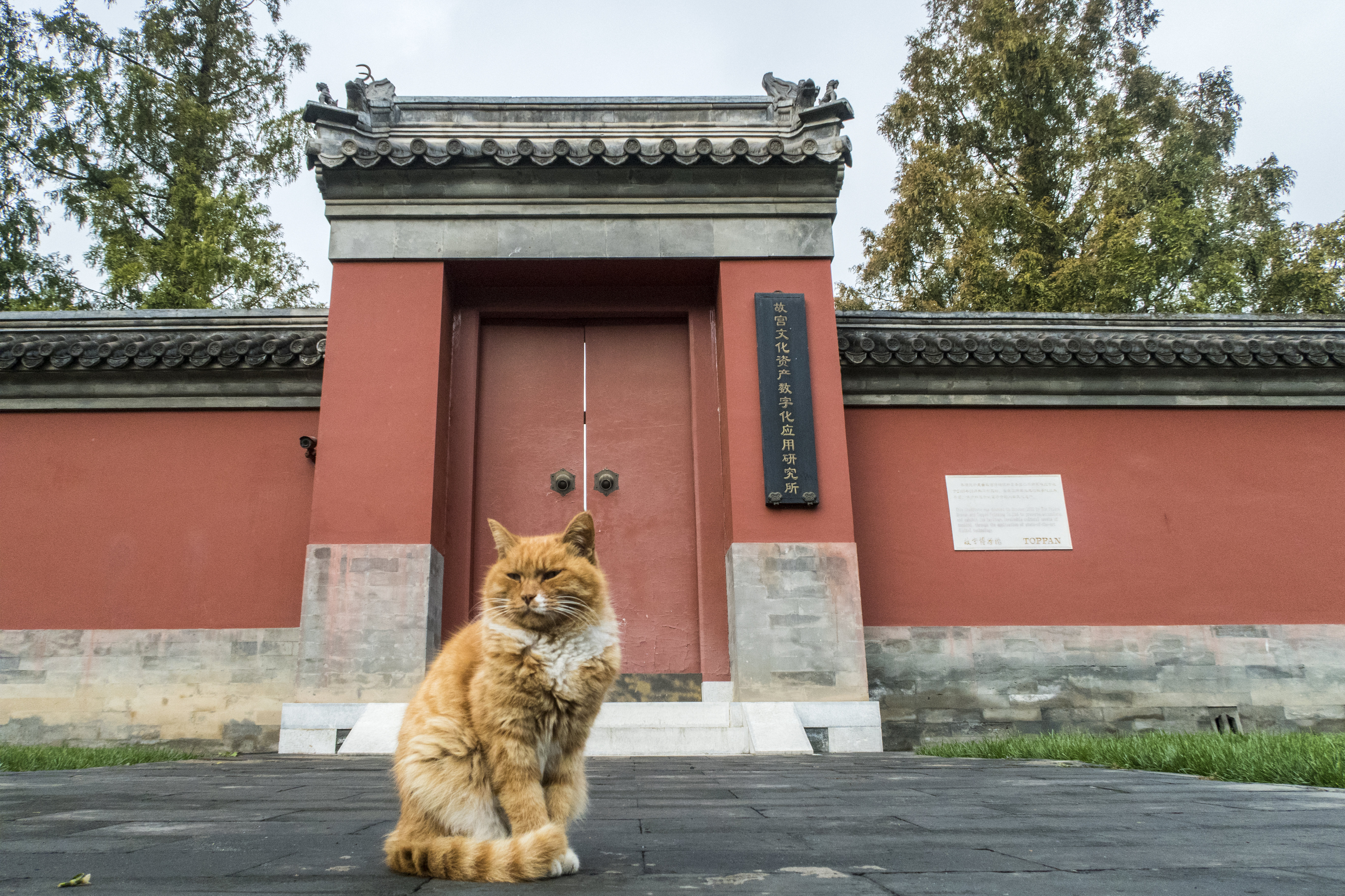 网红故宫猫白点儿生前准确预测了2018年世界杯多场比赛.